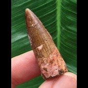 3,6 cm Zahn des Spinosaurus aegyptiacus mit braunem Zahnschmelz