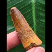 4,3 cm kleinerer rotbrauner Zahn des Spinosaurus aegyptiacus