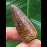 4,0 cm dunkler brauner Zahn des Spinosaurus aegyptiacus