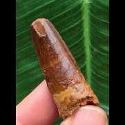 4,0 cm dunkler Zahn des Spinosaurus aegyptiacus