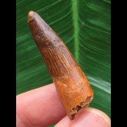 3,9 cm rotbrauner Zahn des Spinosaurus aegyptiacus