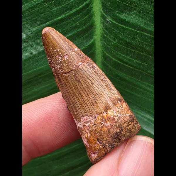 3,7 cm breiterer brauner Zahn des Spinosaurus aegyptiacus 3,7 cm breiterer brauner Zahn des Spinosaurus aegyptiacus