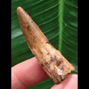 4,4 cm schmaler Zahn des Spinosaurus aegyptiacus