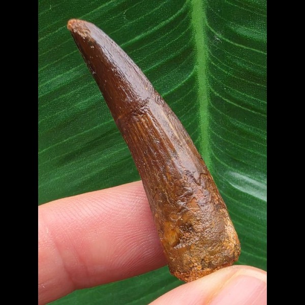 4,4 cm dunkler Zahn des Spinosaurus aegyptiacus