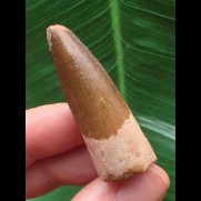 4,4 cm schöner brauner Zahn des Spinosaurus aegyptiacus