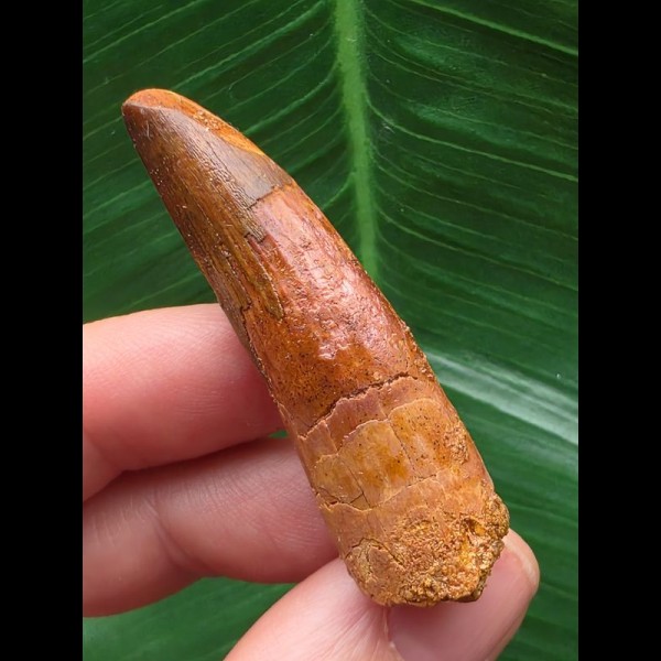 5,2 cm rötlicher Zahn des Spinosaurus aegyptiacus