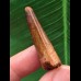 3,7 cm rotbrauner Zahn des Spinosaurus aegyptiacus