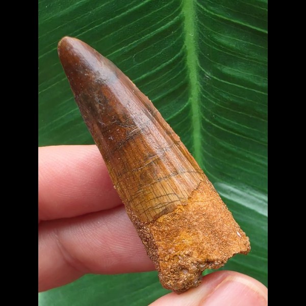 4,9 cm rotbrauner Zahn des Spinosaurus aegyptiacus