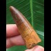 4,9 cm rotbrauner Zahn des Spinosaurus aegyptiacus