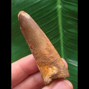 5,7 cm brauner Zahn des Spinosaurus aegyptiacus