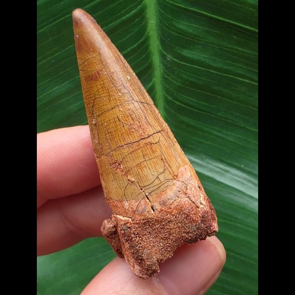 5,3 cm heller Zahn des Spinosaurus aegyptiacus 5,3 cm heller Zahn des Spinosaurus aegyptiacus