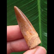 4,3 cm heller Zahn des Spinosaurus aegyptiacus