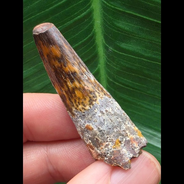 4,5 cm gemusterter Zahn des Spinosaurus aegyptiacus 4,5 cm gemusterter Zahn des Spinosaurus aegyptiacus