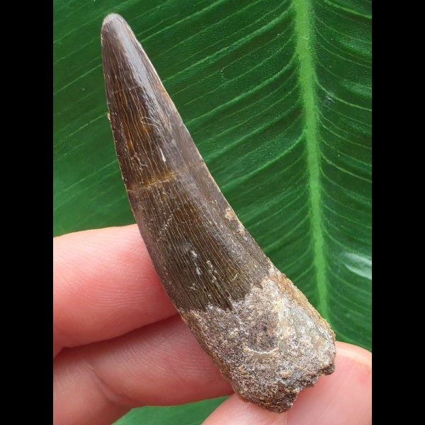 5,0 cm gebogener dunkler Zahn des Spinosaurus aegyptiacus