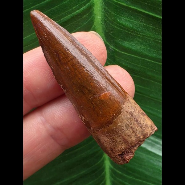 4,6 cm sehr schön erhaltener Zahn des Spinosaurus aegyptiacus