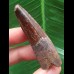 5,8 cm dunkler schön erhaltener Zahn des Spinosaurus aegyptiacus 5,8 cm dunkler schön erhaltener Zahn des Spinosaurus aegyptiacus