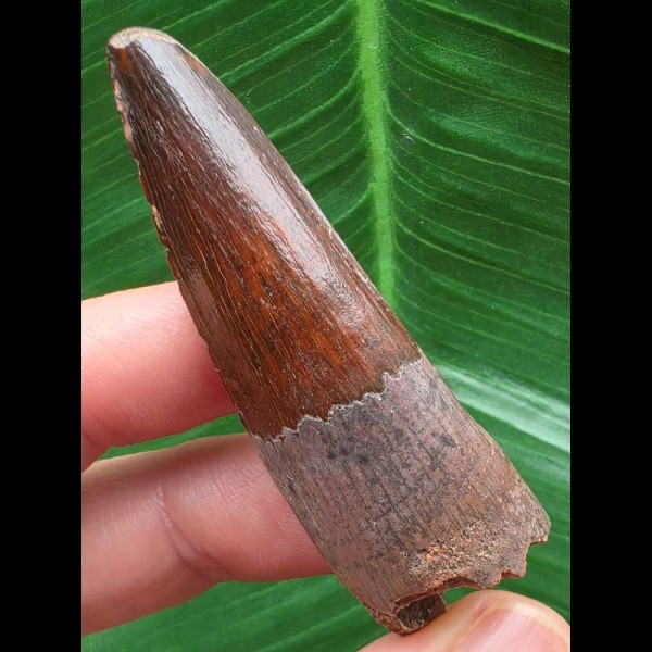 5,8 cm dunkler schön erhaltener Zahn des Spinosaurus aegyptiacus 5,8 cm dunkler schön erhaltener Zahn des Spinosaurus aegyptiacus