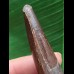 5,8 cm dunkler schön erhaltener Zahn des Spinosaurus aegyptiacus 5,8 cm dunkler schön erhaltener Zahn des Spinosaurus aegyptiacus