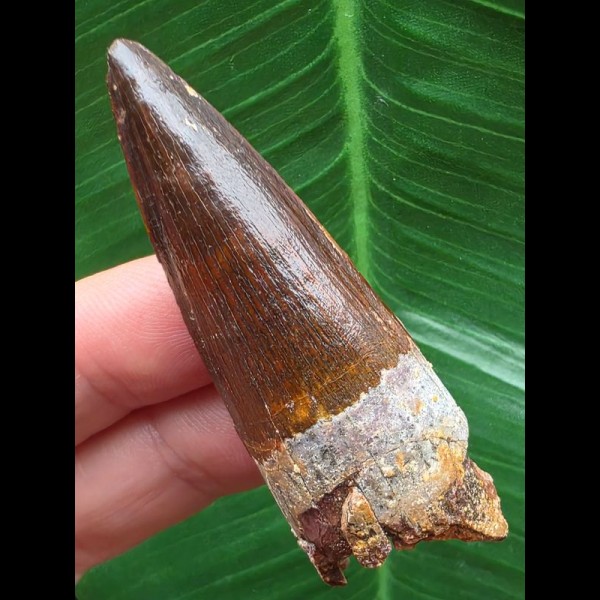 5,9 cm dunkler breiter Zahn des Spinosaurus aegyptiacus