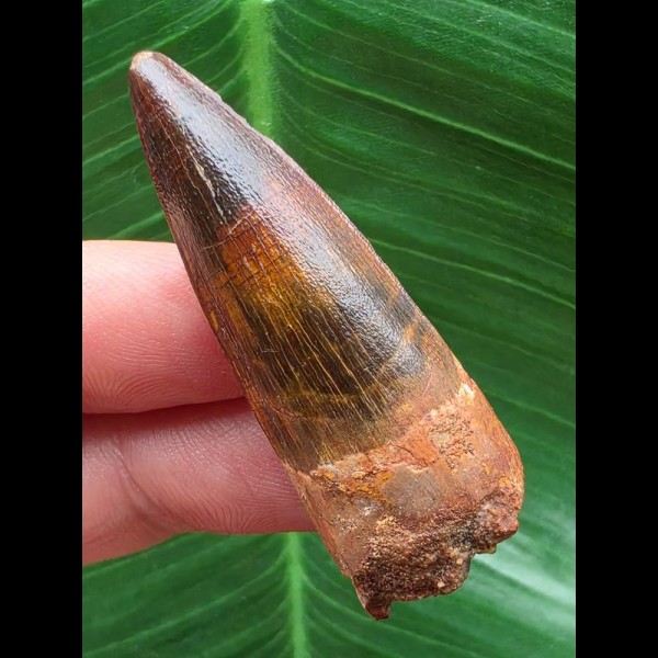 4,7 cm dunkler gemusterter Zahn des Spinosaurus aegyptiacus