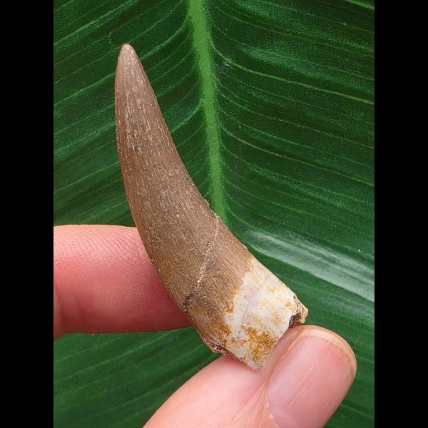 4,2 heller Zahn des Zarafasaurus oceanis