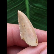 2,3 cm sehr heller Zahn des Deltadromeus agilis