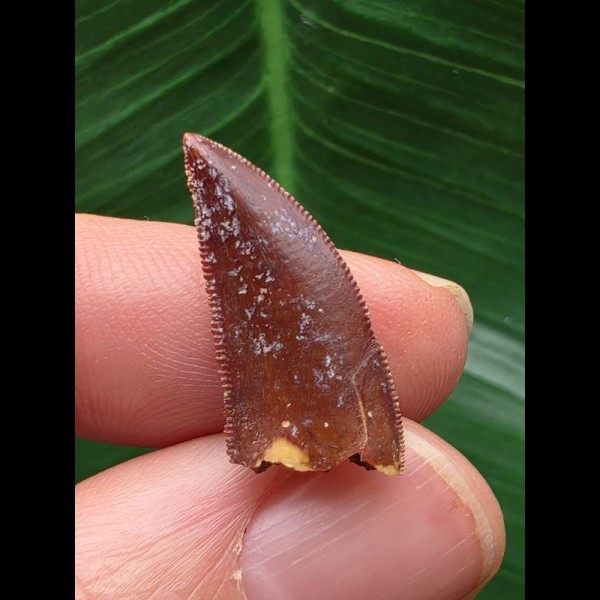 2,2 cm rotbrauner Zahn des Deltadromeus agilis