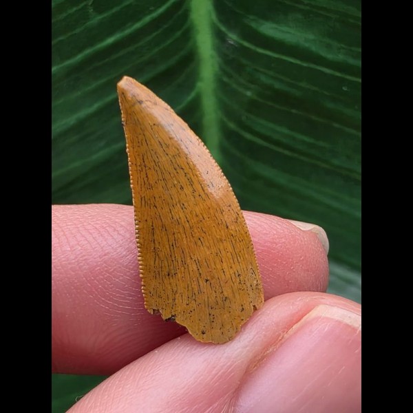 2,1 cm hellbrauner scharfer Zahn des Deltadromeus agilis