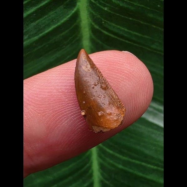 1,3 cm hellbrauner Zahn des Deltadromeus agilis 1,3 cm hellbrauner Zahn des Deltadromeus agilis