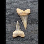 Set aus 2 kleinen Zähnen des Mako Hai aus Peru #4
