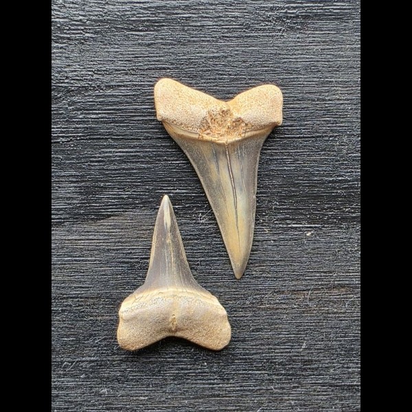 Set aus 2 kleinen Zähnen des Mako Hai aus Peru #4