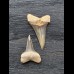 Set aus 2 kleinen Zähnen des Mako Hai aus Peru #4