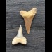 Set aus 2 kleinen Zähnen des Mako Hai aus Peru #4