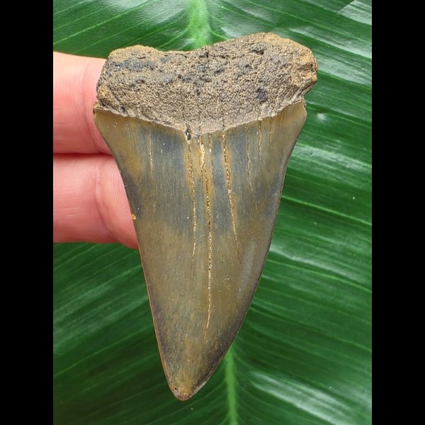 5,7 cm grau-blauer Zahn des Mako Hai aus Antwerpen [MH84]