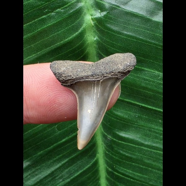 2,9 cm schön erhaltener Zahn des Mako Hai aus Antwerpen [MH88]