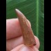 2,6 cm großer rotbrauner Zahn des Deltadromeus agilis 