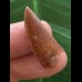2,6 cm großer rotbrauner Zahn des Deltadromeus agilis 