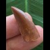 2,6 cm großer rotbrauner Zahn des Deltadromeus agilis 
