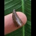 1,5 cm dunkler Zahn des Deltadromeus agilis 1,5 cm dunkler Zahn des Deltadromeus agilis