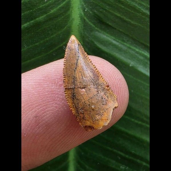 1,5 cm brauner Zahn des Deltadromeus agilis