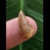 1,5 cm brauner Zahn des Deltadromeus agilis