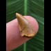 1,5 cm brauner Zahn des Deltadromeus agilis
