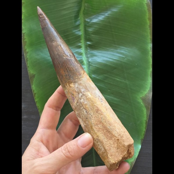 20,5 cm sehr langer Zahn des Spinosaurus 20,5 cm sehr langer Zahn des Spinosaurus