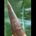 20,5 cm sehr langer Zahn des Spinosaurus 20,5 cm sehr langer Zahn des Spinosaurus