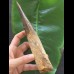 20,5 cm sehr langer Zahn des Spinosaurus 20,5 cm sehr langer Zahn des Spinosaurus