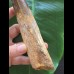 20,5 cm sehr langer Zahn des Spinosaurus 20,5 cm sehr langer Zahn des Spinosaurus