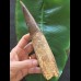 20,5 cm sehr langer Zahn des Spinosaurus 20,5 cm sehr langer Zahn des Spinosaurus