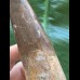 20,5 cm sehr langer Zahn des Spinosaurus 20,5 cm sehr langer Zahn des Spinosaurus