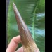20,5 cm sehr langer Zahn des Spinosaurus 20,5 cm sehr langer Zahn des Spinosaurus