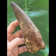 15,8 cm langer und  breiter Zahn des Spinosaurus